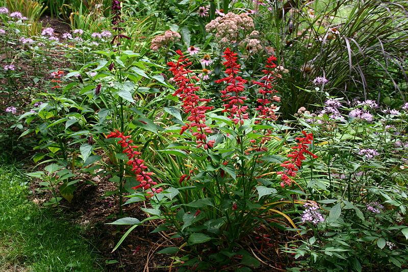 Photo of Red Salvia (Salvia splendens 'Van Houttei') uploaded by SongofJoy