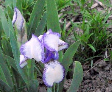 Photo of Tall Bearded Iris (Iris 'Creative Stitchery') uploaded by ge1836