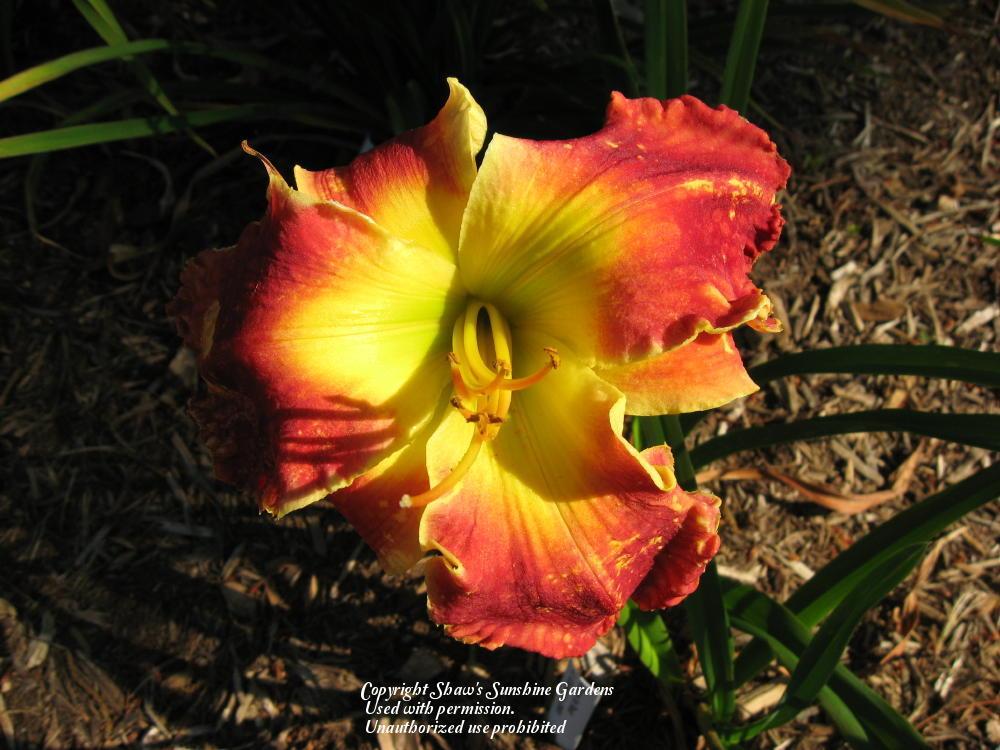 Photo of Daylily (Hemerocallis 'Glory in Red') uploaded by vic