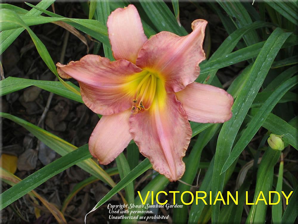 Photo of Daylily (Hemerocallis 'Victorian Lady') uploaded by vic