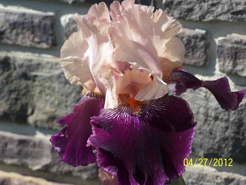 Photo of Tall Bearded Iris (Iris 'Wench') uploaded by Misawa77
