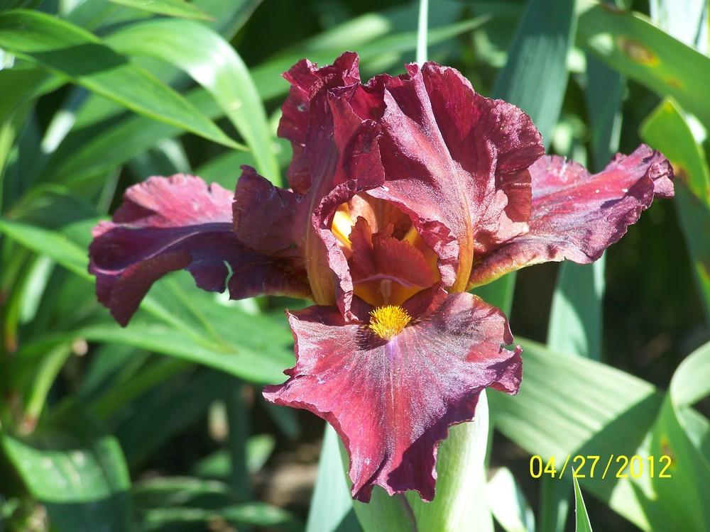 Photo of Intermediate Bearded Iris (Iris 'Red Zinger') uploaded by Misawa77