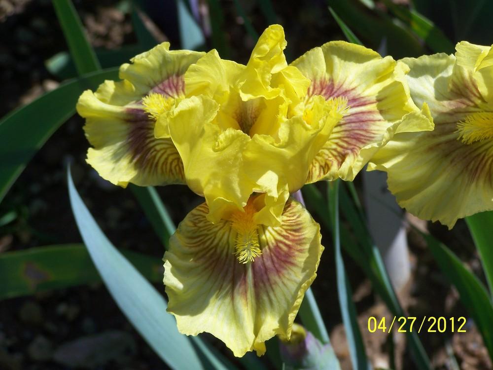 Photo of Intermediate Bearded Iris (Iris 'Roz') uploaded by Misawa77