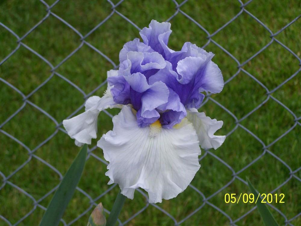 Photo of Tall Bearded Iris (Iris 'Alpenview') uploaded by Misawa77