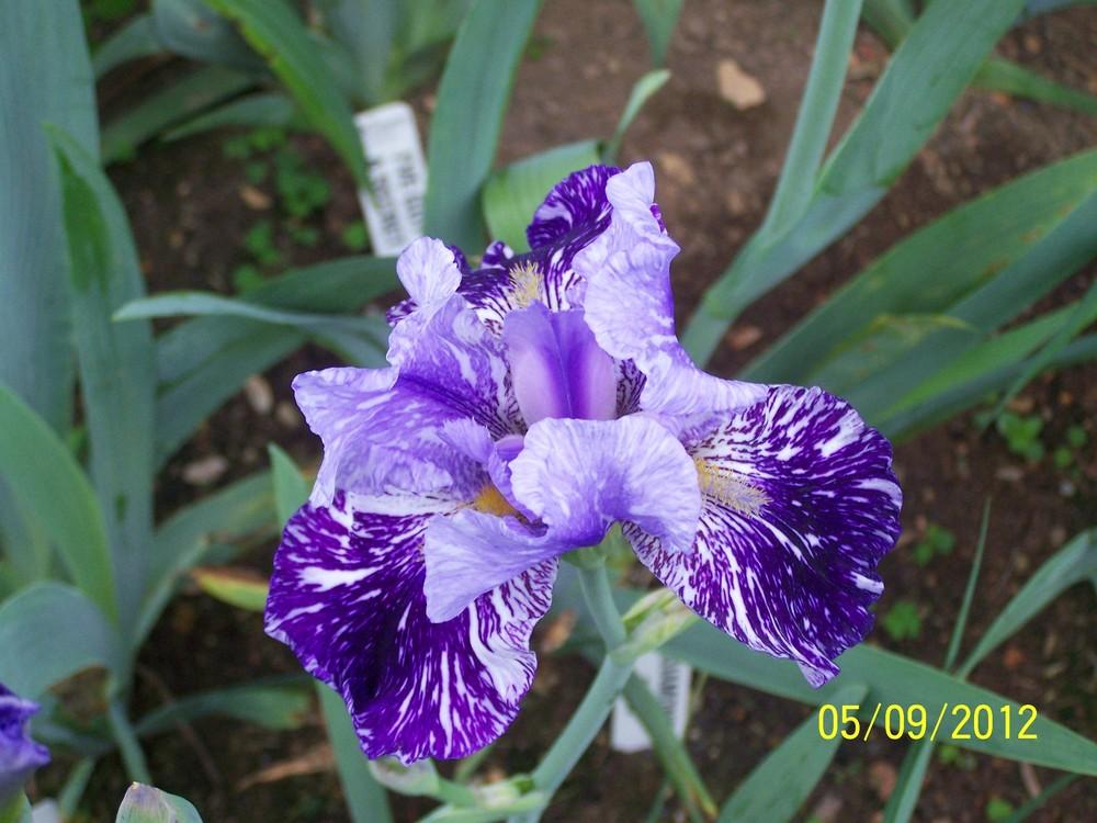 Photo of Tall Bearded Iris (Iris 'Millennium Falcon') uploaded by Misawa77