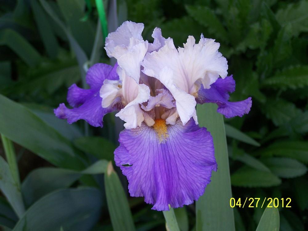 Photo of Tall Bearded Iris (Iris 'Bolder Boulder') uploaded by Misawa77