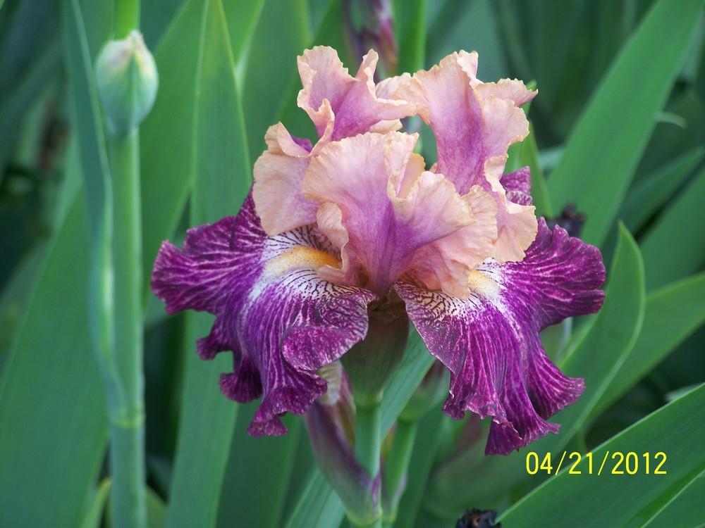 Photo of Tall Bearded Iris (Iris 'Tribute to Rosalie') uploaded by Misawa77