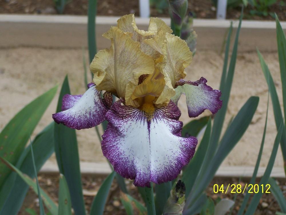 Photo of Tall Bearded Iris (Iris 'Instructor') uploaded by Misawa77