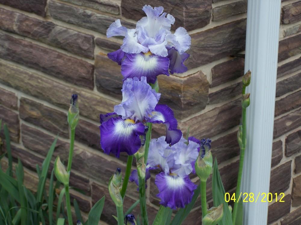 Photo of Tall Bearded Iris (Iris 'Concerto for Lloyd') uploaded by Misawa77