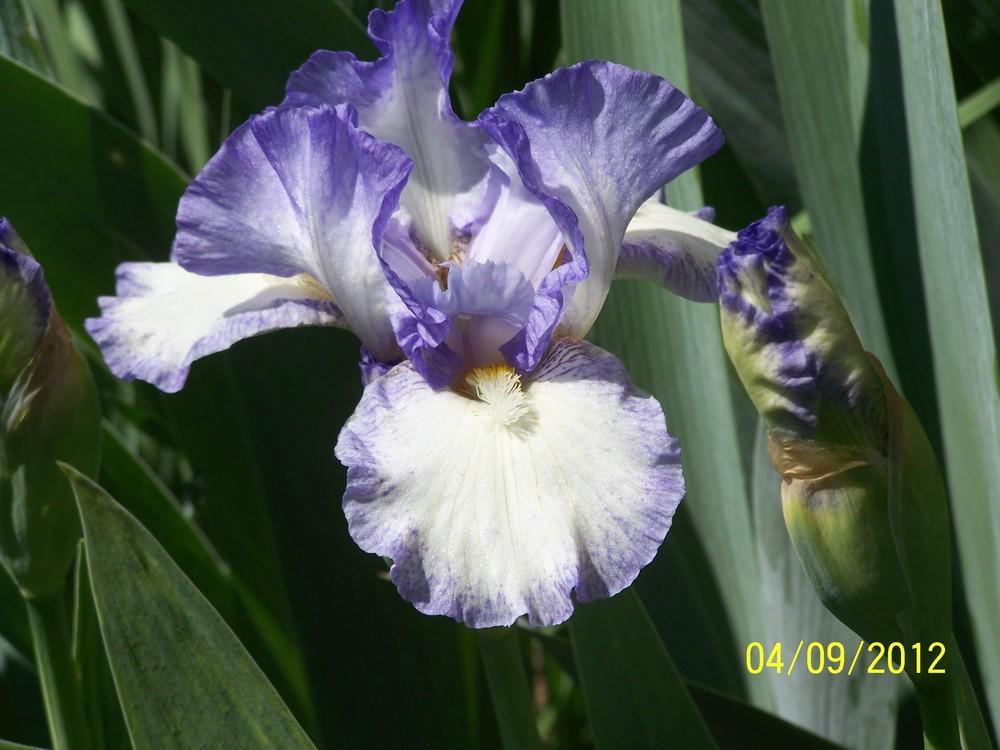 Photo of Intermediate Bearded Iris (Iris 'Frothingslosh') uploaded by Misawa77