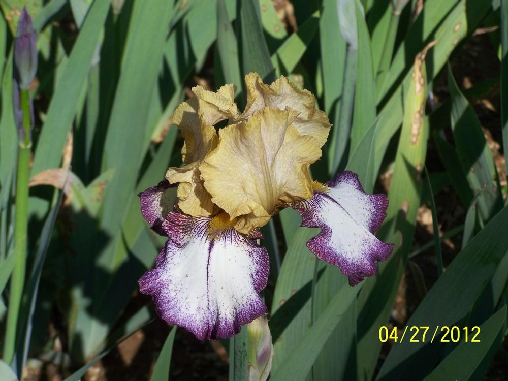Photo of Tall Bearded Iris (Iris 'Instructor') uploaded by Misawa77