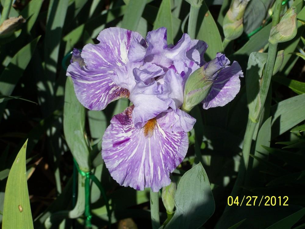 Photo of Tall Bearded Iris (Iris 'Gnu') uploaded by Misawa77