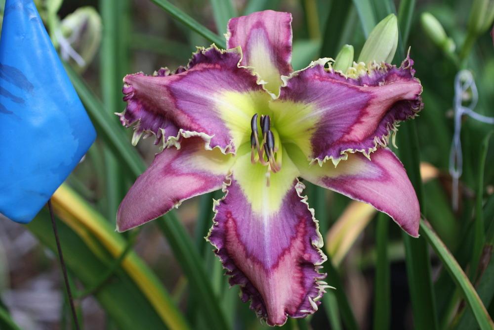 Photo of Daylily (Hemerocallis 'Horns and Thorns') uploaded by vic