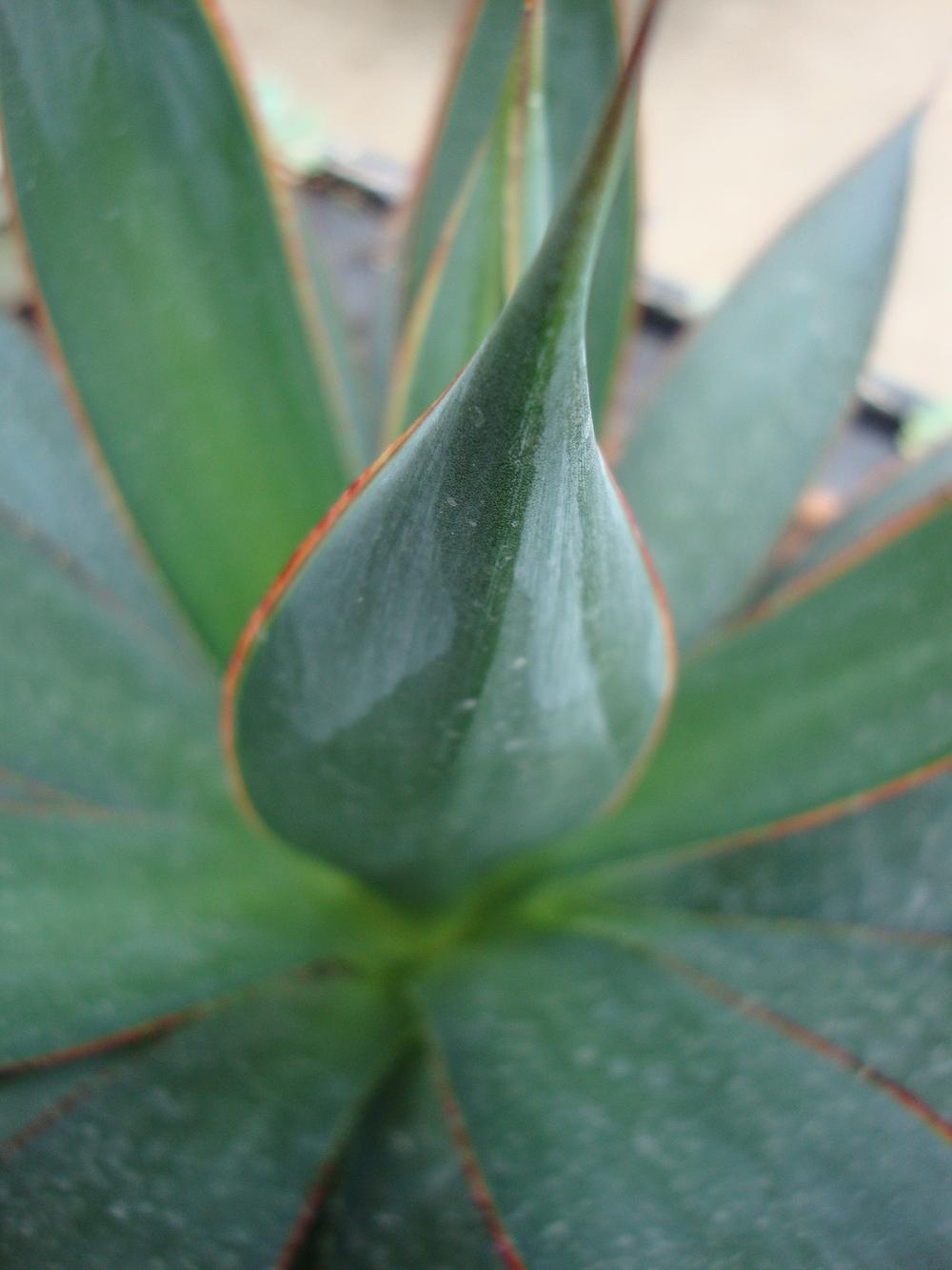 Photo of Agave 'Blue Glow' uploaded by Paul2032