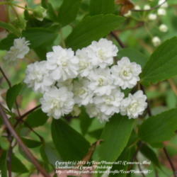 Location: Plano, TX
Date: 2008-03-01
Double flowering cultivar
