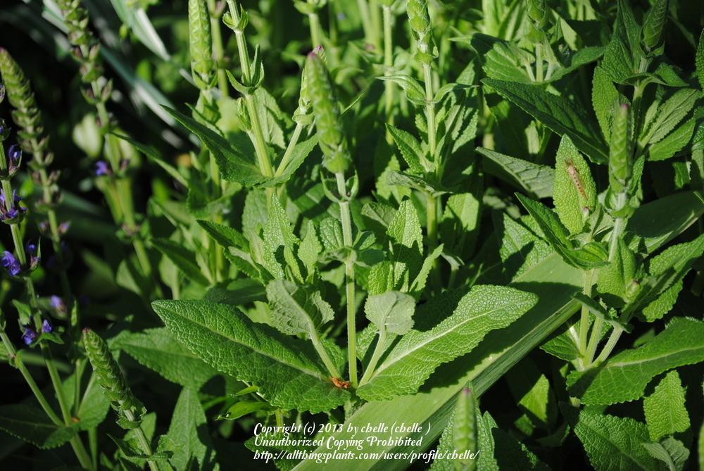 Photo of Perennial Woodland Sage (Salvia nemorosa) uploaded by chelle