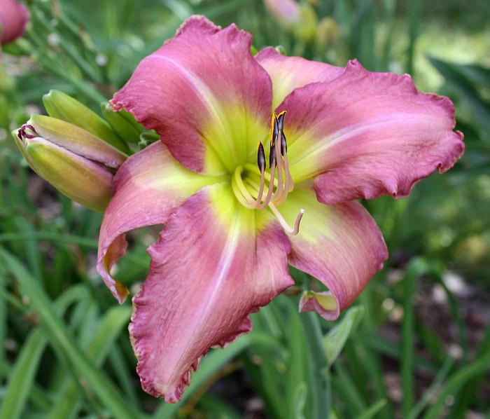 Photo of Daylily (Hemerocallis 'Pink Whip Tips') uploaded by vic