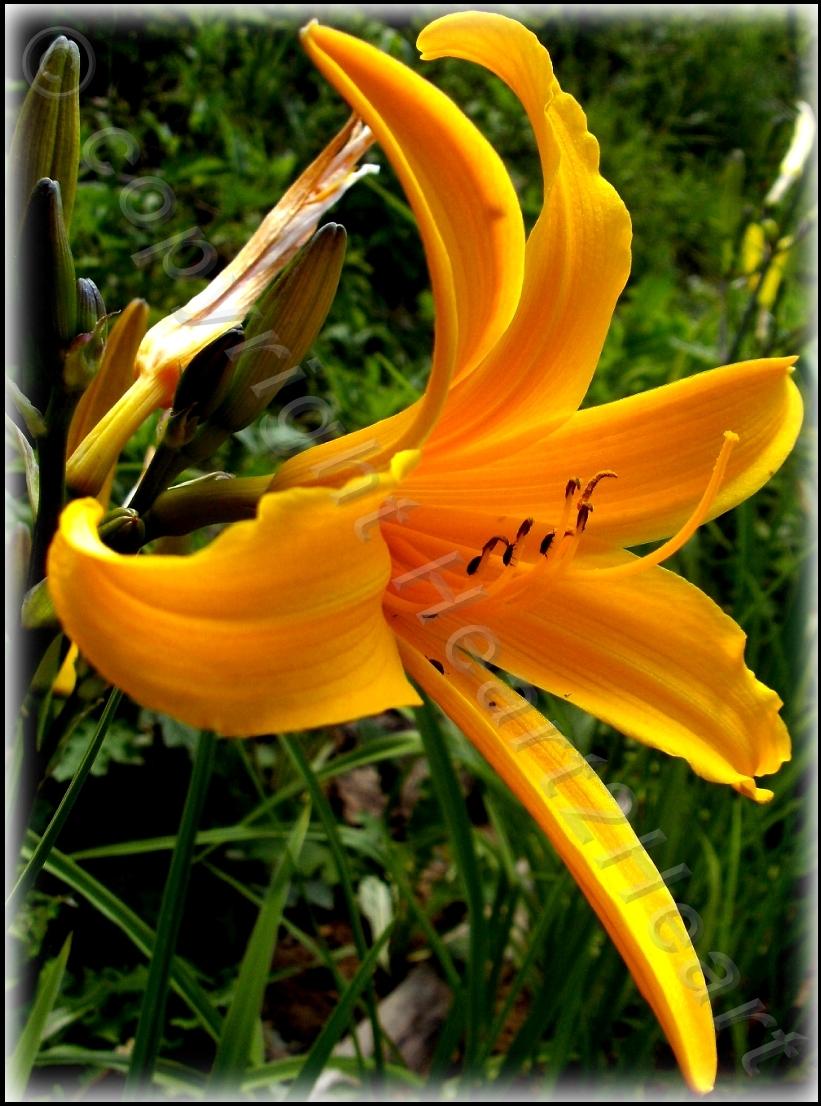 Photo of Daylily (Hemerocallis 'Esculenta') uploaded by Heart2Heart