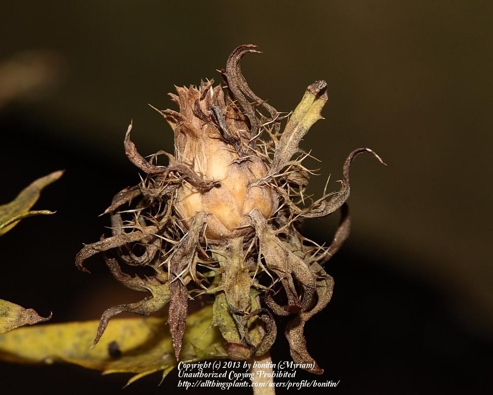 Photo of Stokes' Aster (Stokesia laevis) uploaded by bonitin