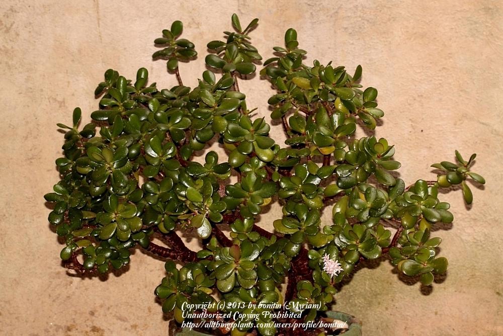 Photo of Jade Plant (Crassula ovata) uploaded by bonitin