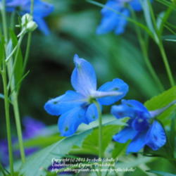 Location: My Northeastern Indiana Gardens - Zone 5b
Date: 2012-06-07
Bloom reverse