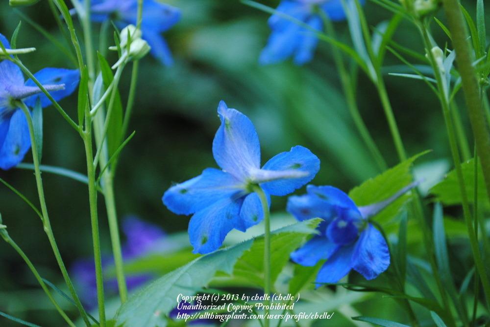 Photo of Dwarf Chinese Delphinium (Delphinium grandiflorum 'Blue Butterfly') uploaded by chelle