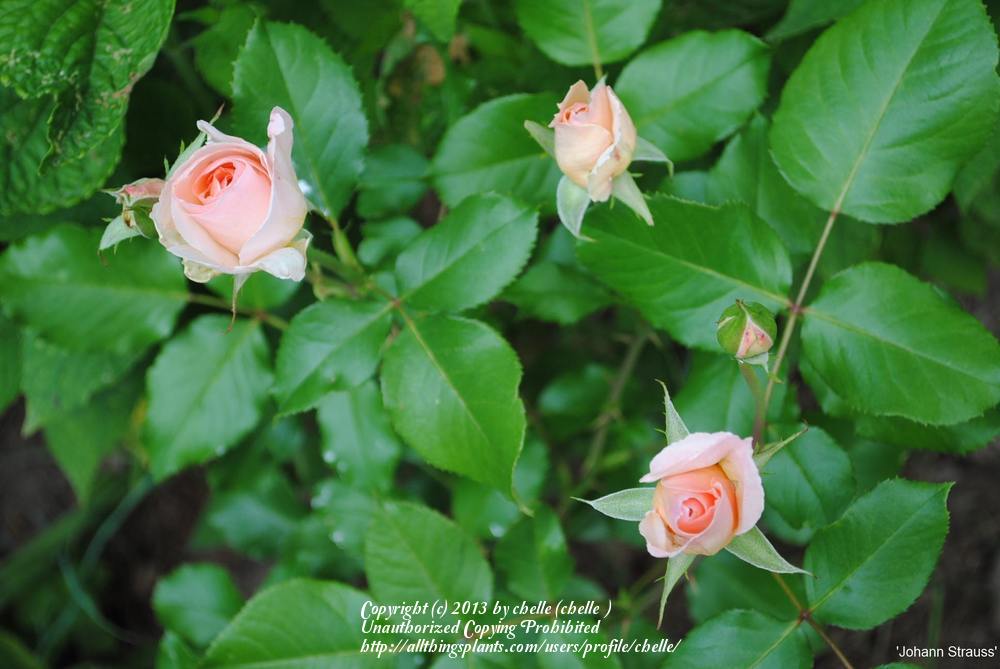 Photo of Rose (Rosa 'Johann Strauss') uploaded by chelle