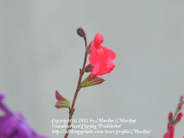 Photo of Hybrid Sage (Salvia 'Scarlet Spires') uploaded by Marilyn