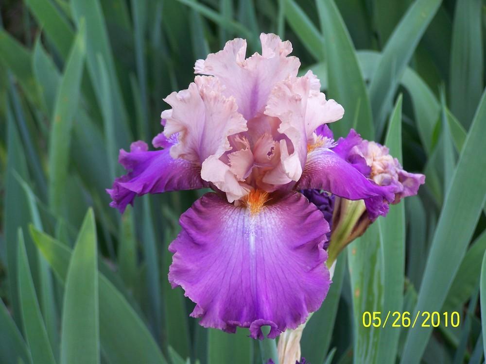 Photo of Tall Bearded Iris (Iris 'Little John') uploaded by Misawa77