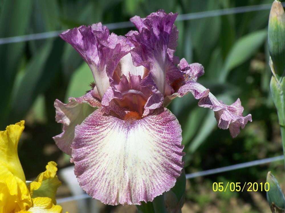 Photo of Tall Bearded Iris (Iris 'Chance Encounter') uploaded by Misawa77