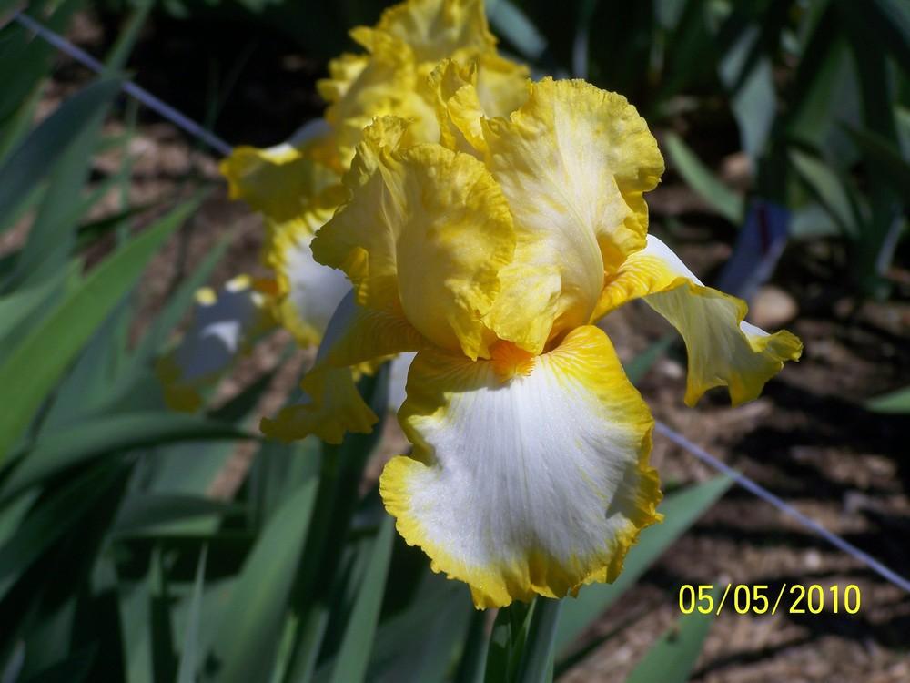 Photo of Tall Bearded Iris (Iris 'Joyce Terry') uploaded by Misawa77