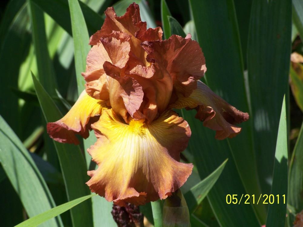 Photo of Tall Bearded Iris (Iris 'Buffer Zone') uploaded by Misawa77