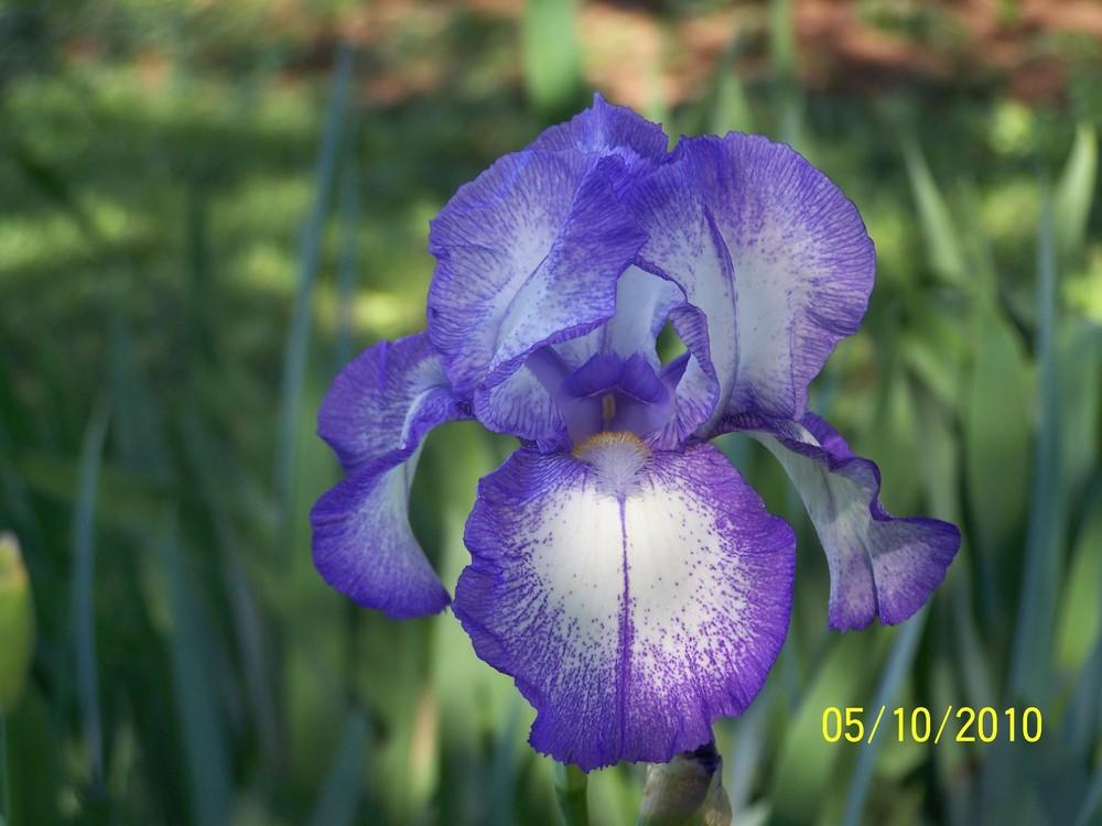 Photo of Tall Bearded Iris (Iris 'Dotted Swiss') uploaded by Misawa77