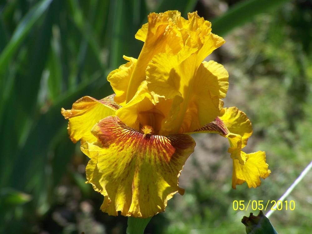 Photo of Tall Bearded Iris (Iris 'Burst') uploaded by Misawa77
