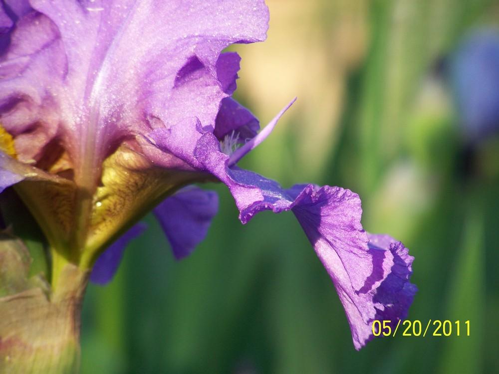 Photo of Tall Bearded Iris (Iris 'To the Point') uploaded by Misawa77