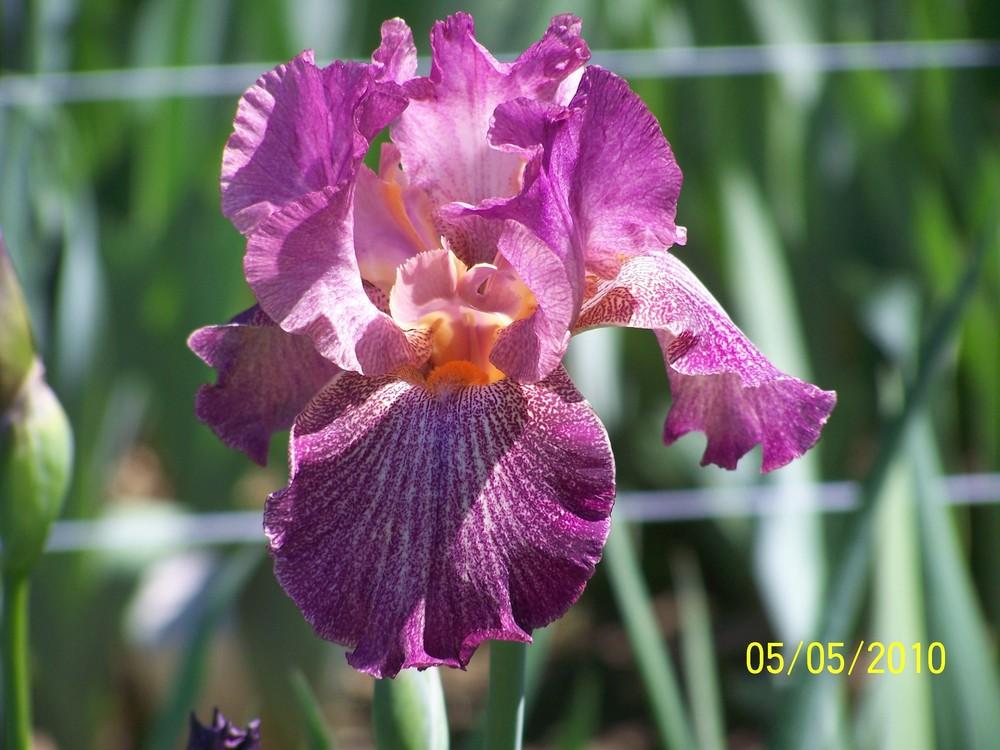 Photo of Tall Bearded Iris (Iris 'Porta Villa') uploaded by Misawa77