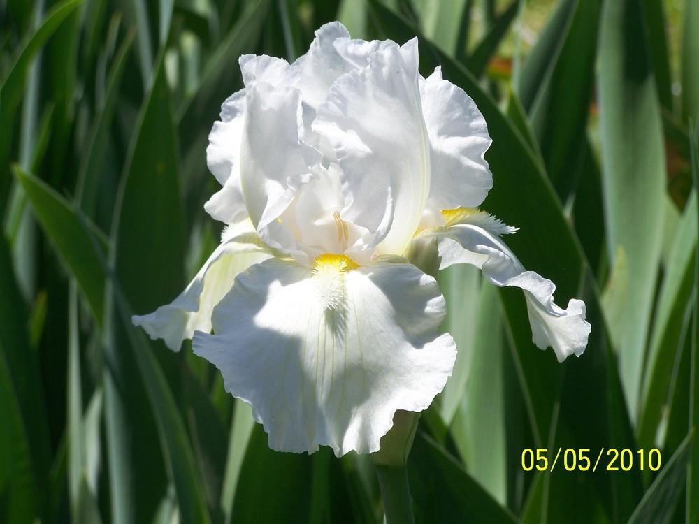 Photo of Tall Bearded Iris (Iris 'Zurich') uploaded by Misawa77