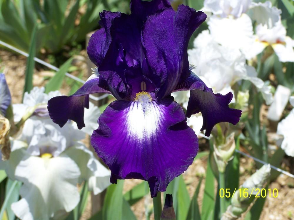 Photo of Tall Bearded Iris (Iris 'Exotic Isle') uploaded by Misawa77
