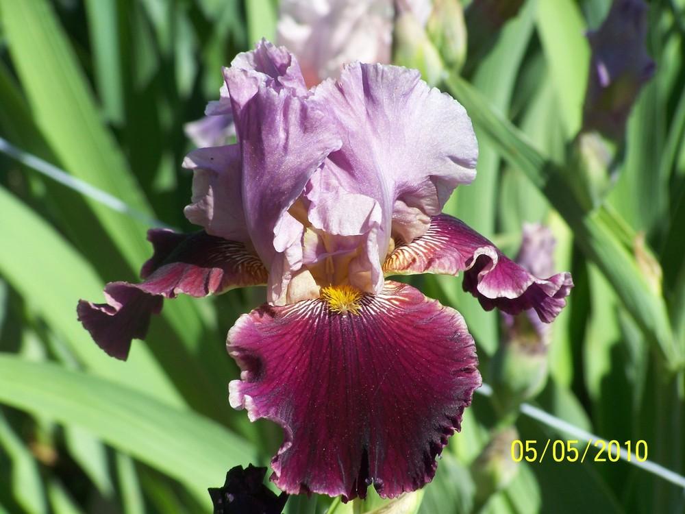 Photo of Tall Bearded Iris (Iris 'Double Agent') uploaded by Misawa77