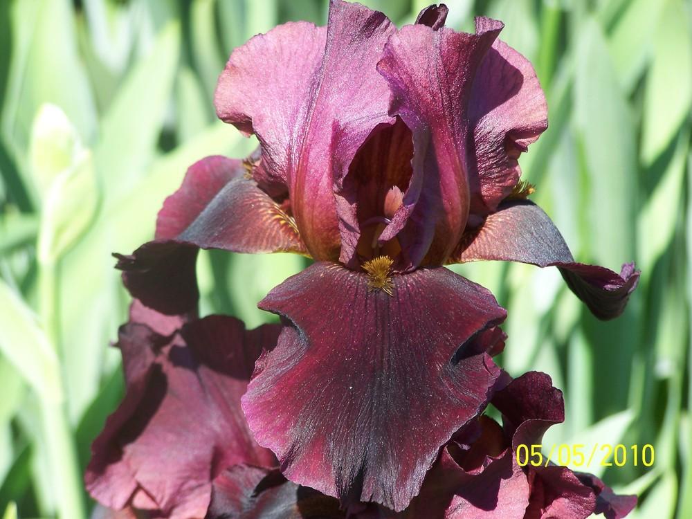 Photo of Tall Bearded Iris (Iris 'Hell's Fire') uploaded by Misawa77