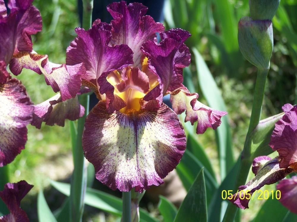 Photo of Tall Bearded Iris (Iris 'Innocent Star') uploaded by Misawa77
