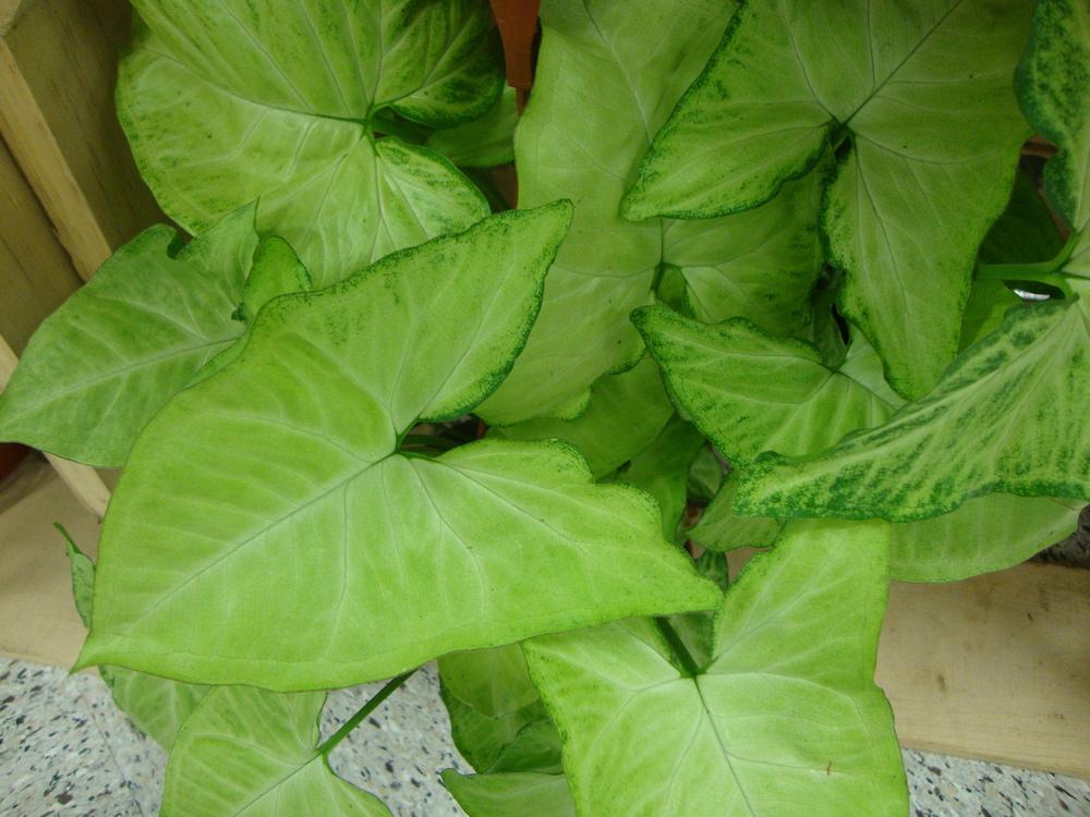 Photo of Arrowhead Plant (Syngonium podophyllum) uploaded by Paul2032