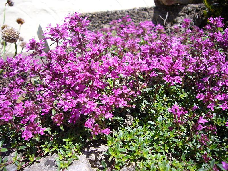 Photo of Red Creeping Thyme (Thymus praecox 'Coccineus') uploaded by SongofJoy