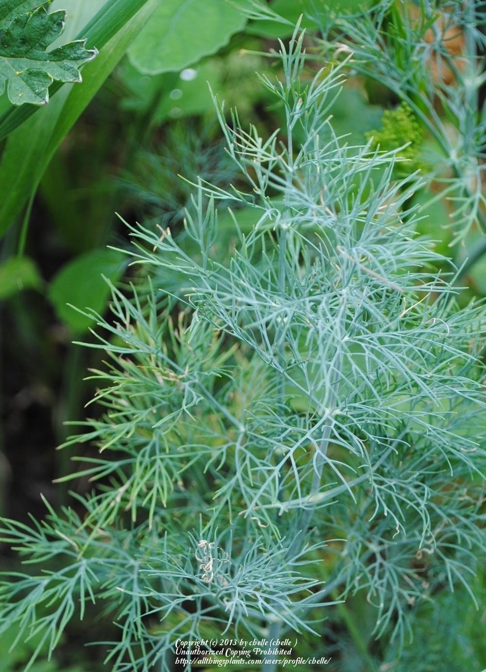 Photo of Dill (Anethum graveolens 'Fernleaf') uploaded by chelle