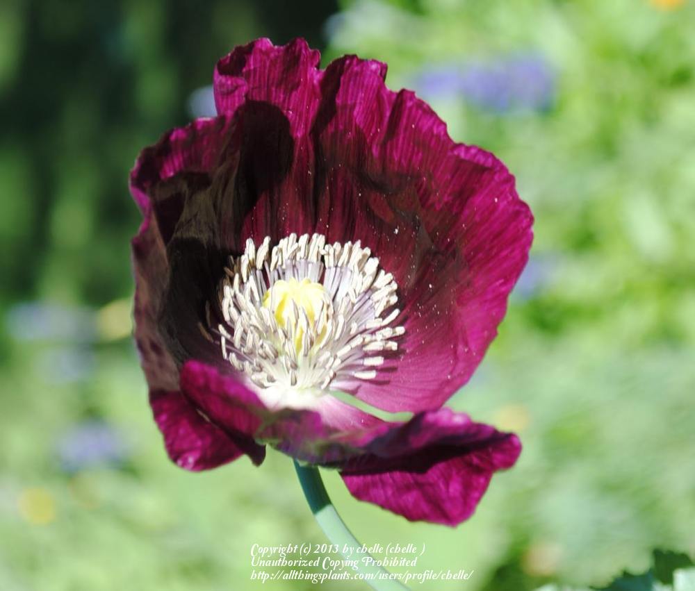 Photo of Opium Poppy (Papaver somniferum 'Lauren's Grape') uploaded by chelle