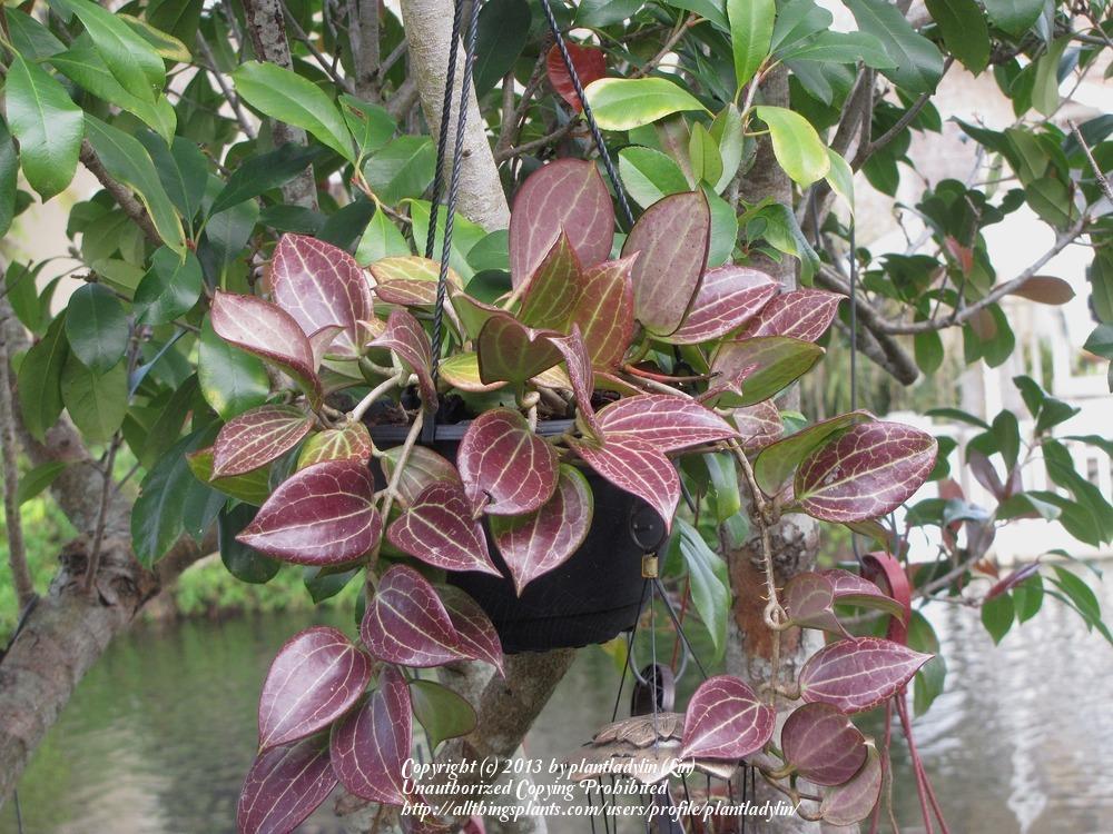 Photo of Wax Plant (Hoya merrillii) uploaded by plantladylin