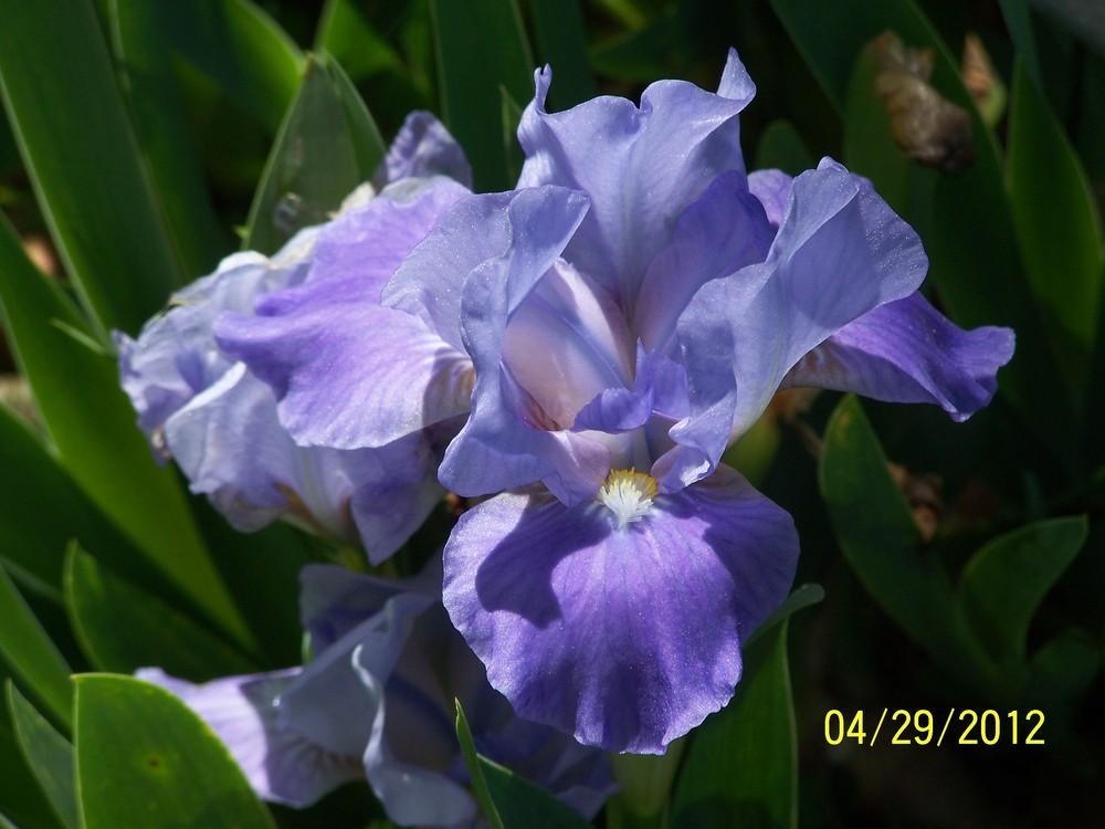 Photo of Standard Dwarf Bearded Iris (Iris 'Lesson') uploaded by Misawa77