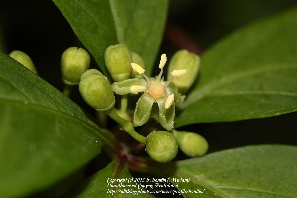 Photo of Virginia Creeper (Parthenocissus quinquefolia) uploaded by bonitin