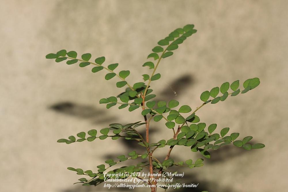 Photo of Kowhai (Sophora microphylla) uploaded by bonitin