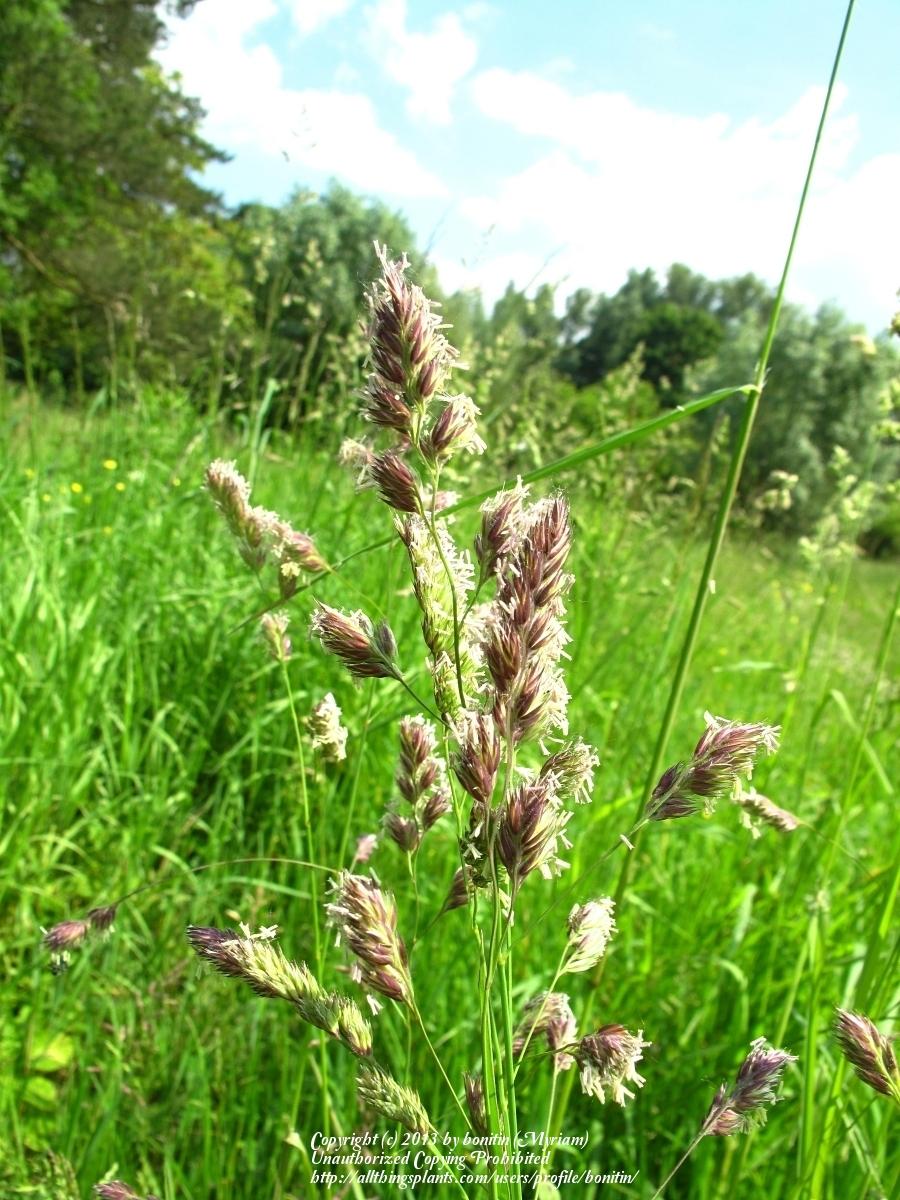 Photo of Orchard-Grass (Dactylis glomerata) uploaded by bonitin